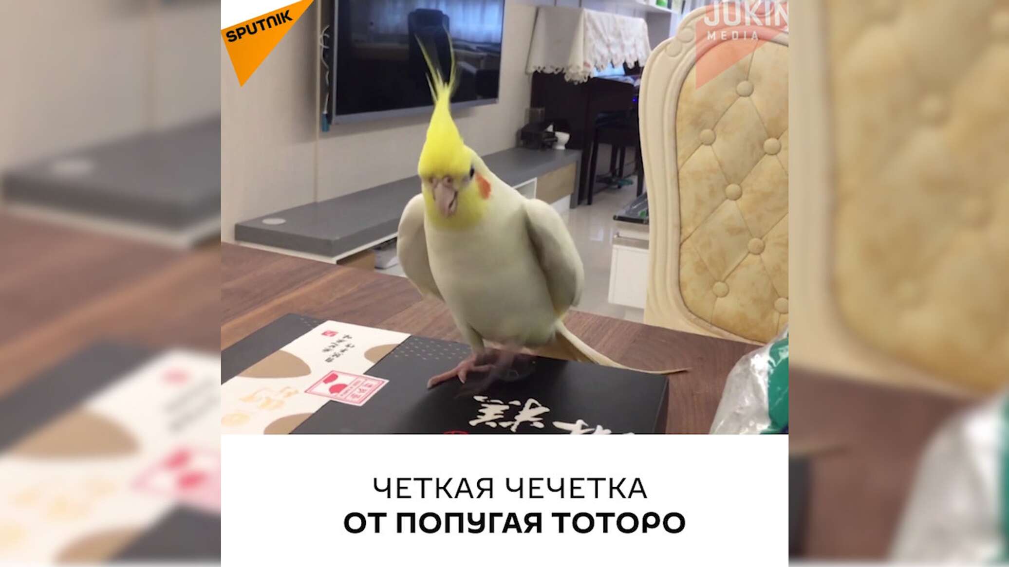 Видео: разбудил и рассмешил – попугай исполняет чечетку - 18.07.2021, Sputnik Молдова