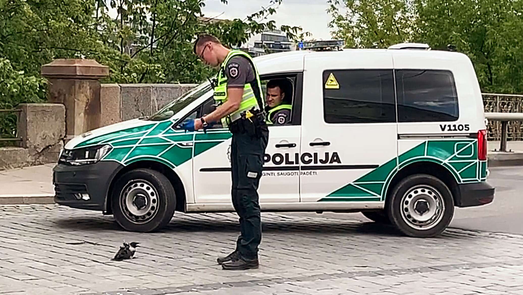 Видео: полицейский спас из-под колес автомобилей ворону