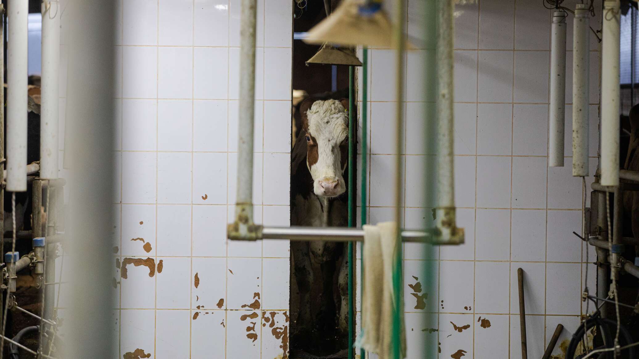 В Молдове не хватает ветеринарных врачей 