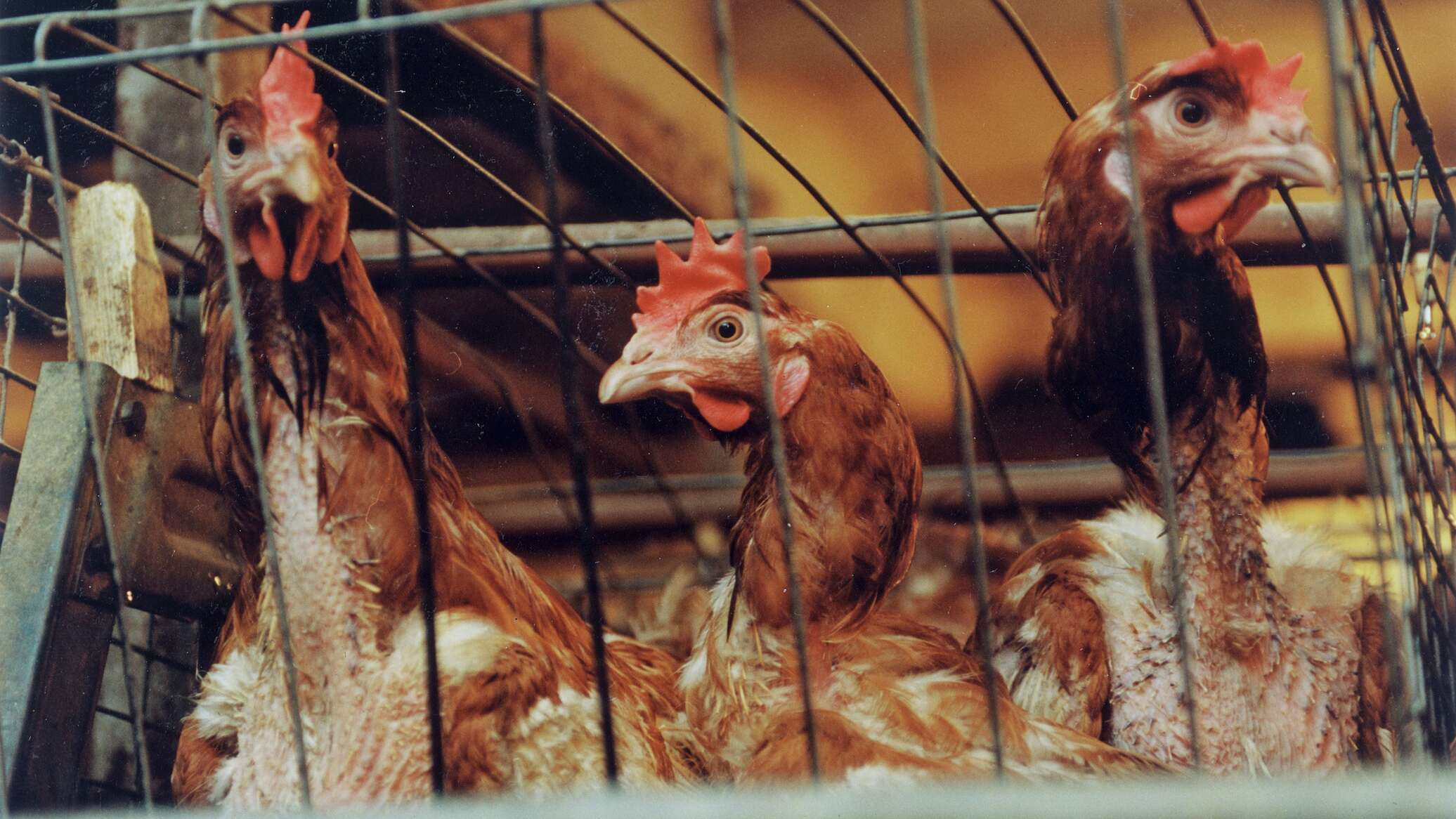 Скандал с уничтожением кур в Молдове набирает обороты: источником заражения был корм