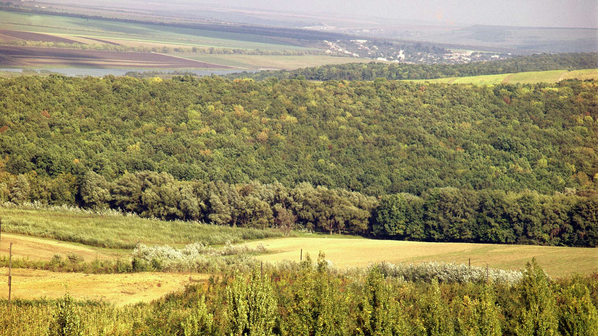 В Молдове будет полностью пересмотрена система лесных хозяйств 